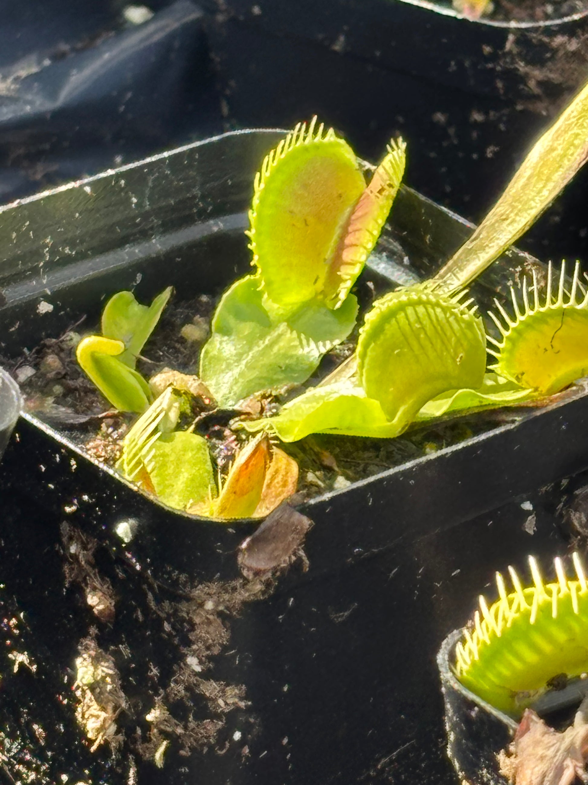 Typical Venus Flytrap