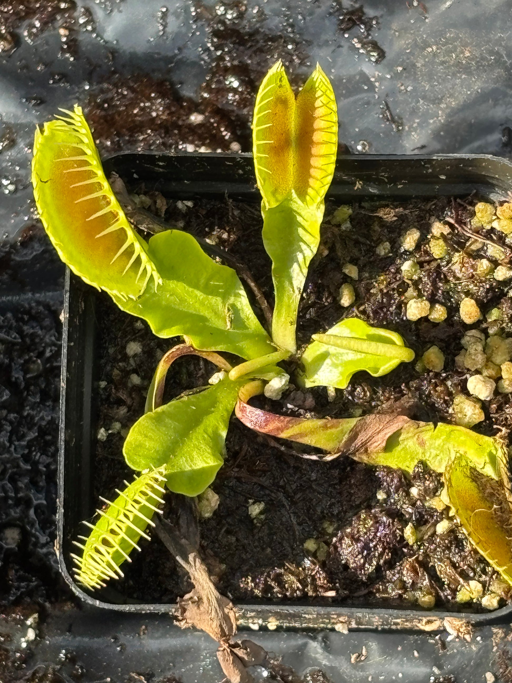 Typical Venus Flytrap