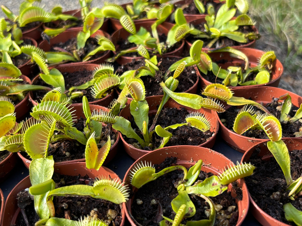 Typical Venus Flytrap