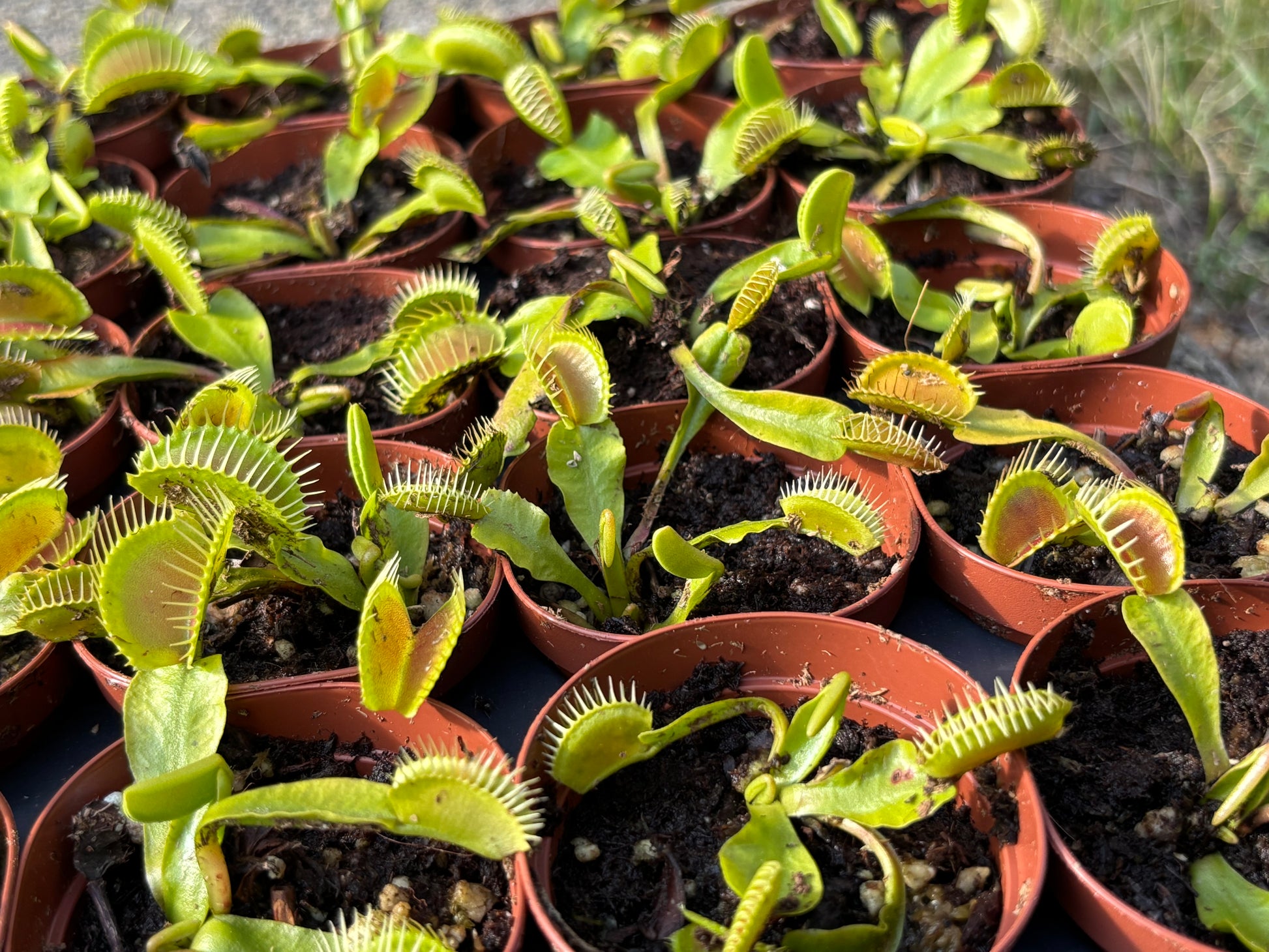 Typical Venus Flytrap