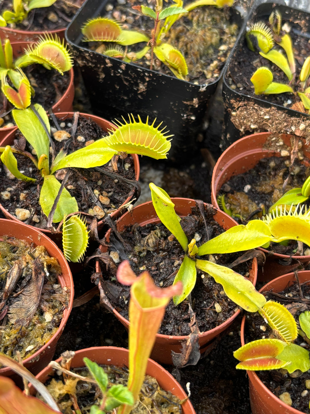 Typical Venus Flytrap