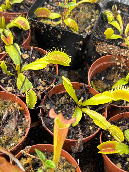 Typical Venus Flytrap