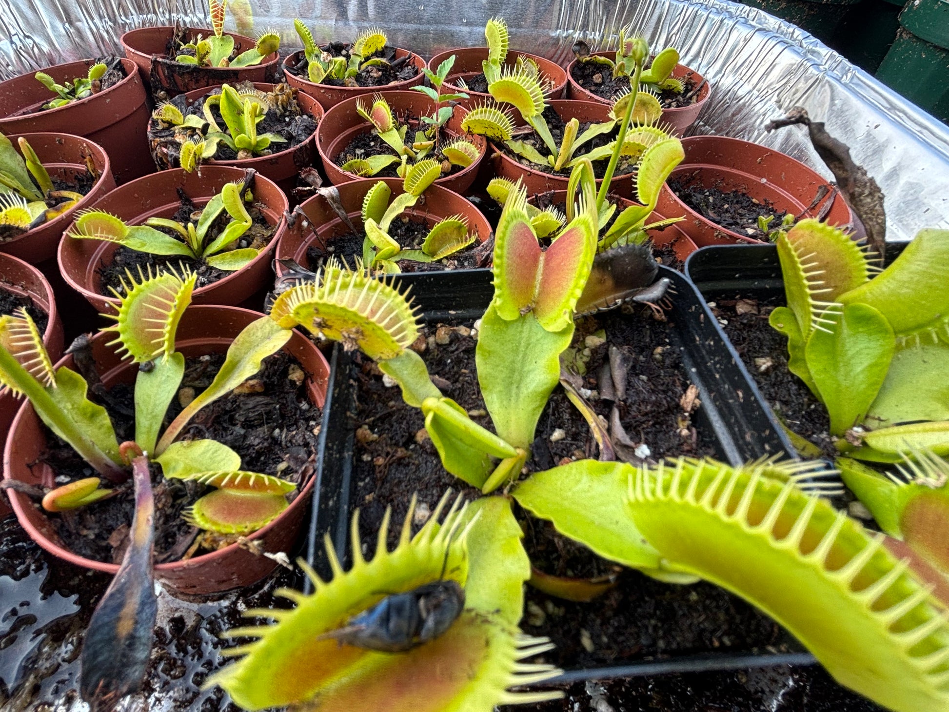 Typical Venus Flytrap