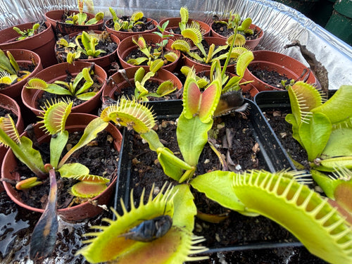 Typical Venus Flytrap