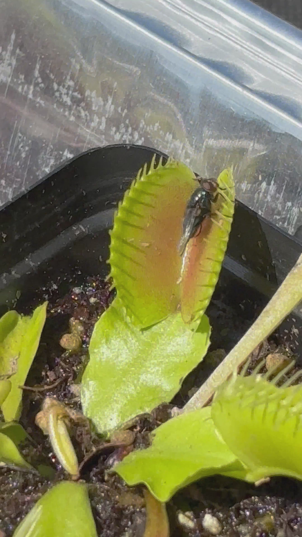 Typical Venus Flytrap