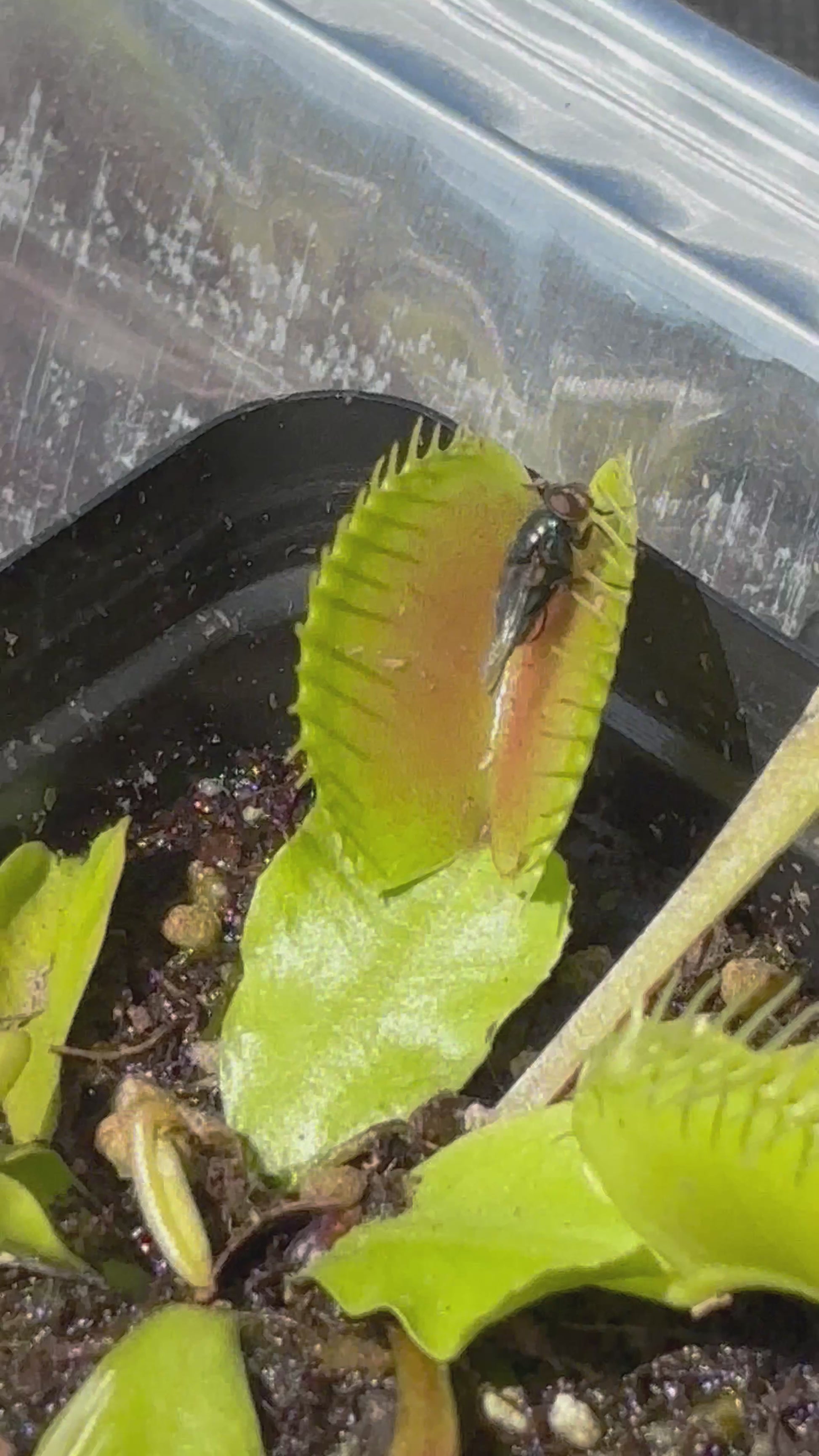 Typical Venus Flytrap